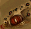 HL1 bullsquid eye2.png