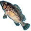 Sims2CastawayPS2-FIN ocs fish grouper skeckled.png