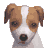 Nintendogs-IconJackRussell0.png