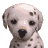 Nintendogs-IconDalmatian1.png