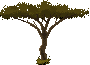 MagicCarpet-Baobab.png