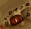 HL1 bullsquid eye2 dayone.png