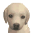 Nintendogs-IconLabrador0.png