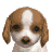 Nintendogs-IconSpaniel0.png