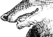 Aviaryattorney streetfox mouth.png