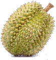 Durian-sor4.png