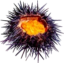 Urchin.png