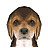 Nintendogs placeholderDogIcon.png