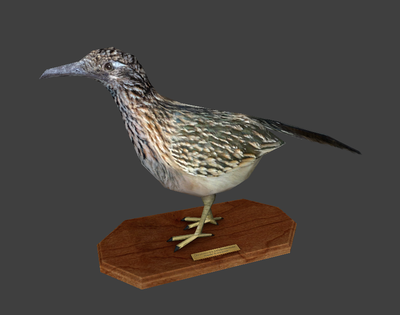 BMS-taxidermy roadrunner.png
