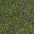 CSCZ-CstlGrass.png