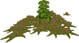 TWW s forest.png
