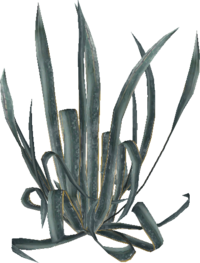 CSS succulant.mdl.png