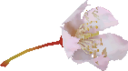 Pikmin2Flower redEarly.png