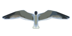 AHatIntime seagull(Proto).png